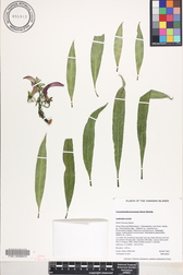 Trematolobelia kauaiensis