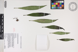 Trematolobelia kauaiensis