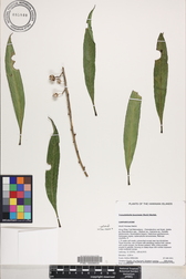 Trematolobelia kauaiensis