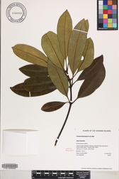 Ochrosia kauaiensis