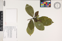 Gardenia remyi