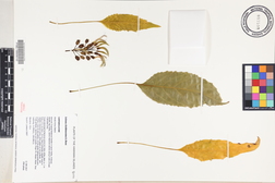 Delissea rhytidosperma