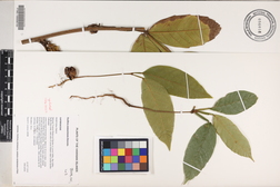 Paullinia naiguatensis