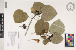 Lebronnecia kokioides