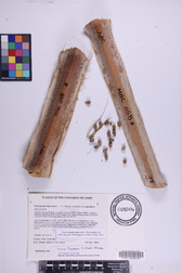 Pritchardia thurstonii