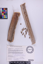 Pritchardia thurstonii