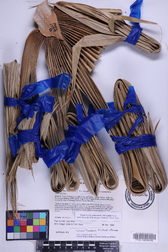 Pritchardia thurstonii