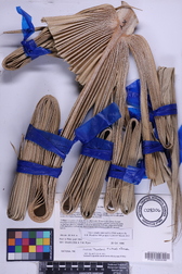 Pritchardia thurstonii