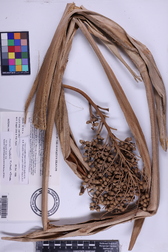 Pritchardia thurstonii