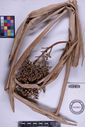 Pritchardia thurstonii