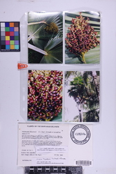 Pritchardia thurstonii