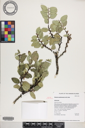 Diospyros sandwicensis