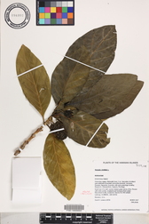 Morinda citrifolia