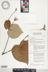 Hibiscus tiliaceus