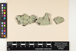 Pyxine eschweileri image