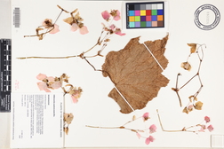 Hillebrandia sandwicensis