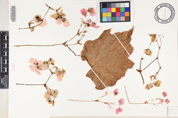 Hillebrandia sandwicensis