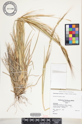 Heteropogon contortus