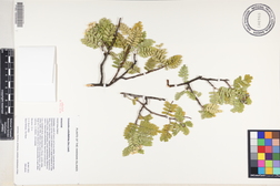 Osteomeles anthyllidifolia