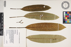 Herbarium Search Engine - Sheet Detail - Cyanea rivularis - NTBG Database