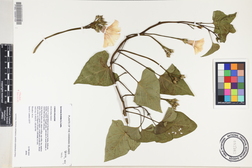 Ipomoea batatas