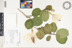 Hibiscus waimeae subsp. waimeae