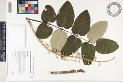 Polyscias lallanii