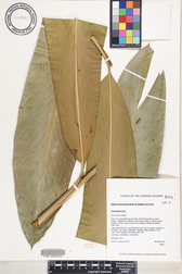 Etlingera fimbriobracteata