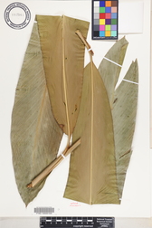 Etlingera fimbriobracteata