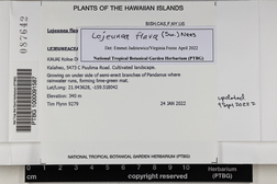 Lejeunea flava image