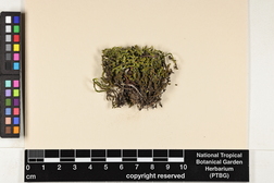Niphotrichum elongatum image