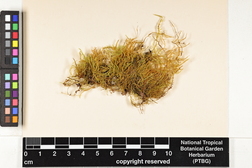 Eurhynchiastrum pulchellum image