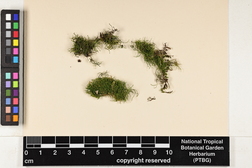 Haplohymenium triste image