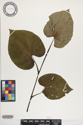 Piper methysticum