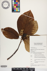 Guettarda speciosa