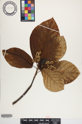 Guettarda speciosa