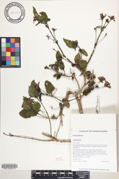 Lantana camara