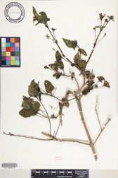 Lantana camara