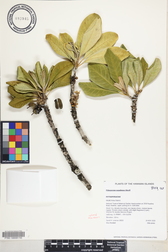 Pittosporum napaliense