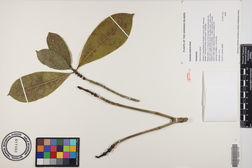Gardenia remyi
