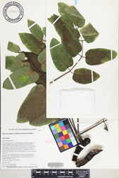 Polyscias lallanii