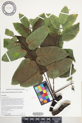 Polyscias lallanii