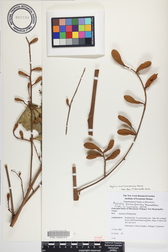 Aglaia mariannensis