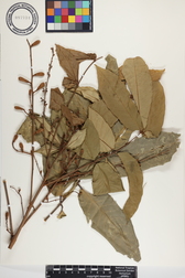 Aglaia mariannensis