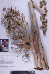 Pritchardia hillebrandii