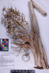 Pritchardia hillebrandii