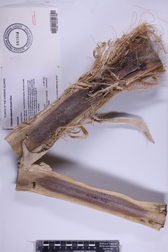 Pritchardia hillebrandii