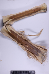 Pritchardia hillebrandii