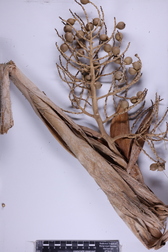 Pritchardia hillebrandii