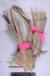 Pritchardia hillebrandii